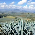 PRODUCCIÓN DE CANAL 44: EL TEQUILA, COMO PROTAGONISTA